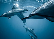 kaiyun sports-袁悦2-0横扫加尔菲 晋级WTA250奥斯汀站八强